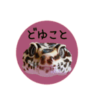 ぺろ、時々、どん（個別スタンプ：12）