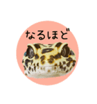 ぺろ、時々、どん（個別スタンプ：14）