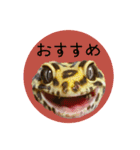 ぺろ、時々、どん（個別スタンプ：15）