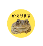 ぺろ、時々、どん（個別スタンプ：16）
