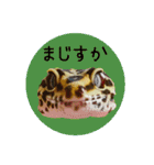 ぺろ、時々、どん（個別スタンプ：17）