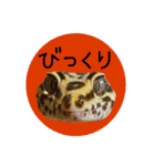 ぺろ、時々、どん（個別スタンプ：18）