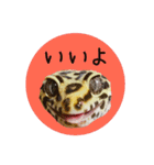 ぺろ、時々、どん（個別スタンプ：20）