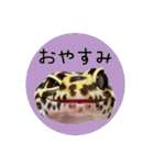 ぺろ、時々、どん（個別スタンプ：22）