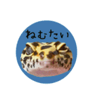 ぺろ、時々、どん（個別スタンプ：23）