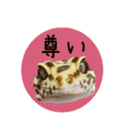 ぺろ、時々、どん（個別スタンプ：29）