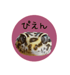 ぺろ、時々、どん（個別スタンプ：32）