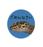 ぺろ、時々、どん（個別スタンプ：33）
