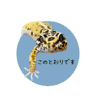 ぺろ、時々、どん（個別スタンプ：34）