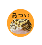ぺろ、時々、どん（個別スタンプ：35）