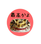 ぺろ、時々、どん（個別スタンプ：37）
