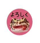 ぺろ、時々、どん（個別スタンプ：39）