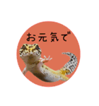 ぺろ、時々、どん（個別スタンプ：40）