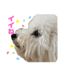 ビションフリーゼ犬なごみ4（個別スタンプ：1）