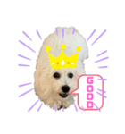 ビションフリーゼ犬なごみ4（個別スタンプ：2）