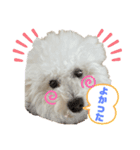 ビションフリーゼ犬なごみ4（個別スタンプ：3）