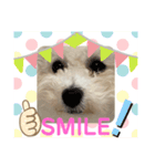 ビションフリーゼ犬なごみ4（個別スタンプ：4）