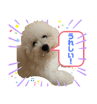 ビションフリーゼ犬なごみ4（個別スタンプ：5）