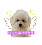 ビションフリーゼ犬なごみ4（個別スタンプ：6）