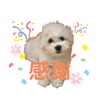 ビションフリーゼ犬なごみ4（個別スタンプ：7）