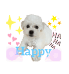ビションフリーゼ犬なごみ4（個別スタンプ：8）