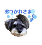 こむぎさんちのなかまたち2（個別スタンプ：6）