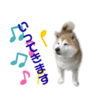 こむぎさんちのなかまたち2（個別スタンプ：7）