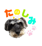 こむぎさんちのなかまたち2（個別スタンプ：22）