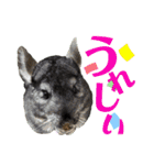こむぎさんちのなかまたち2（個別スタンプ：23）