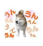 こむぎさんちのなかまたち2（個別スタンプ：25）