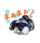 こむぎさんちのなかまたち2（個別スタンプ：32）