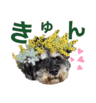 こむぎさんちのなかまたち2（個別スタンプ：34）
