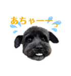 こむぎさんちのなかまたち2（個別スタンプ：38）