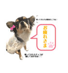 チョコちゃん♡スタンプ（個別スタンプ：7）