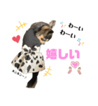 チョコちゃん♡スタンプ（個別スタンプ：8）