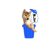 柴犬のぶ＆ダイゴ（個別スタンプ：3）