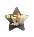 ちゃちゃまーるです（個別スタンプ：8）