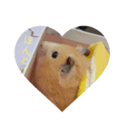 動物たちの面白い日常（個別スタンプ：3）