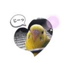 動物たちの面白い日常（個別スタンプ：8）