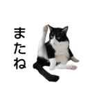 はちわれやまとcat（個別スタンプ：1）