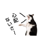 はちわれやまとcat（個別スタンプ：3）