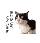 はちわれやまとcat（個別スタンプ：4）