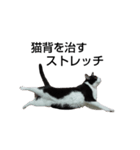 はちわれやまとcat（個別スタンプ：7）