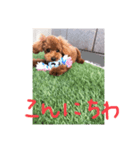 トイプードルコロンちゃん（個別スタンプ：5）