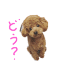 トイプードルコロンちゃん（個別スタンプ：8）