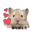 ハムスターマロたん（個別スタンプ：3）