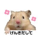 ハムスターマロたん（個別スタンプ：16）