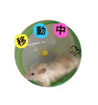 ハムスターマロたん（個別スタンプ：20）