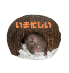 ハムスターマロたん（個別スタンプ：22）