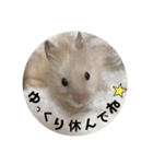 ハムスターマロたん（個別スタンプ：23）